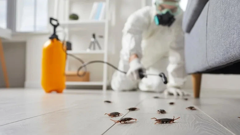 شركة مكافحة حشرات بشقراء | شركة المتعهد