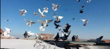 شركة شبك حمام بالرياض | شركة المتعهد